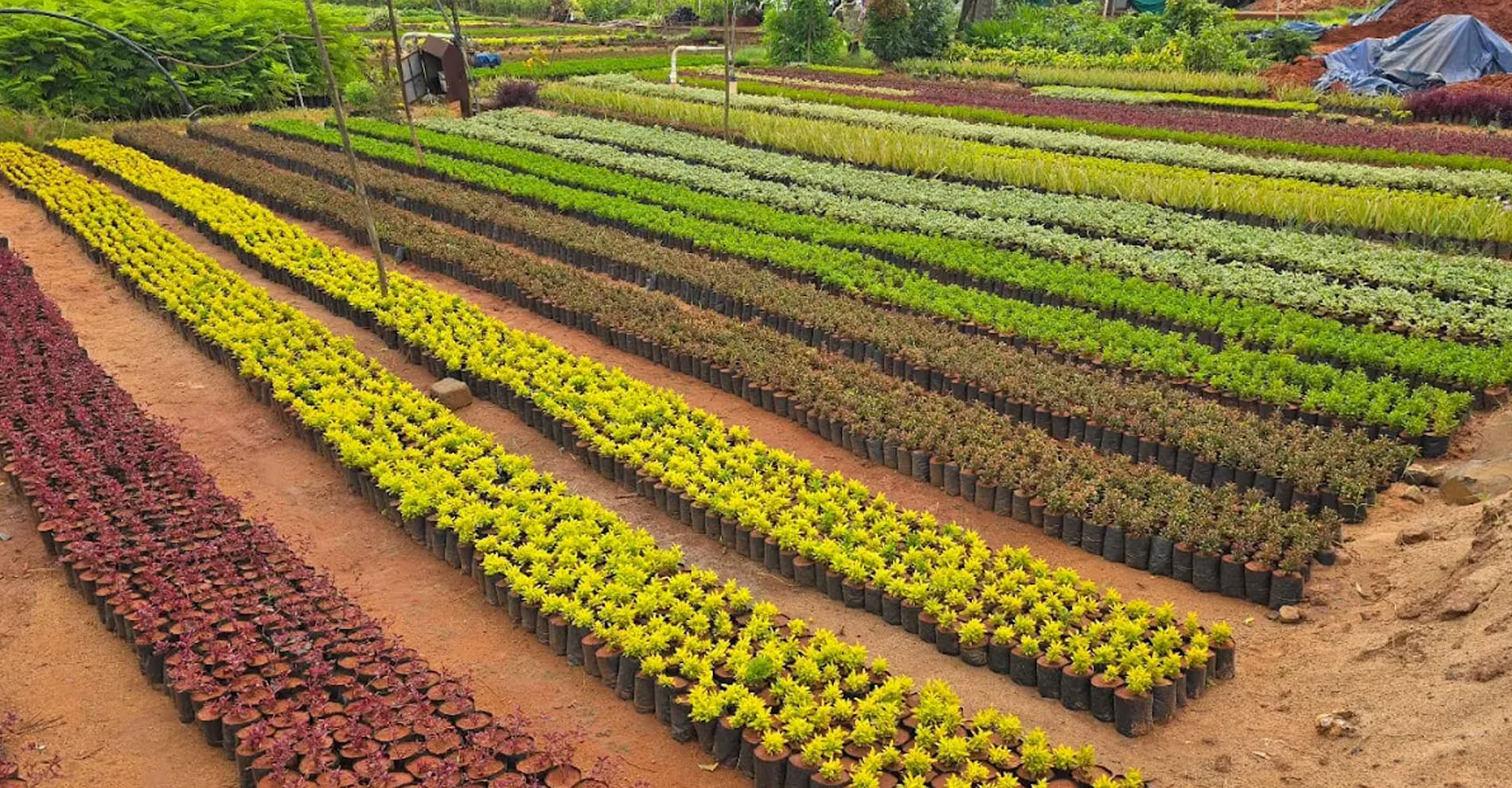 Why Kadiyam Plants Are Famous Across India